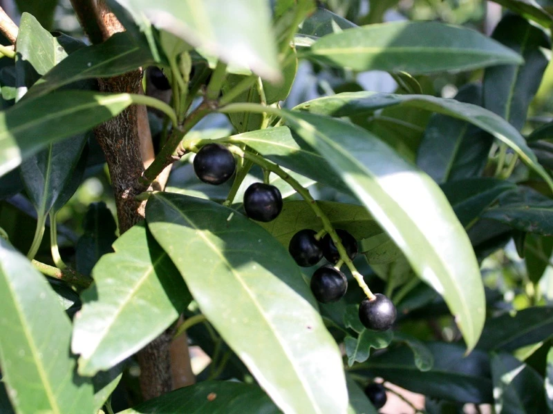 Prunus laurocerasus 'Rotundifolia' ( Laurowiśnia wschodnia 'Rotundifolia')