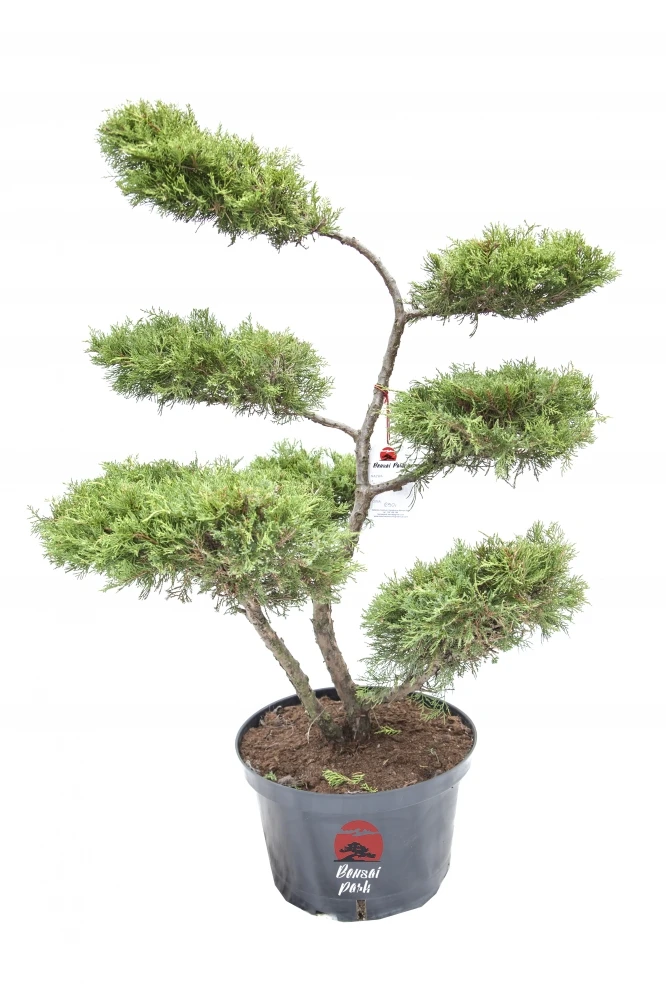 Juniperus ×pfitzeriana Old Gold (Jałowiec pośredni Old Gold)