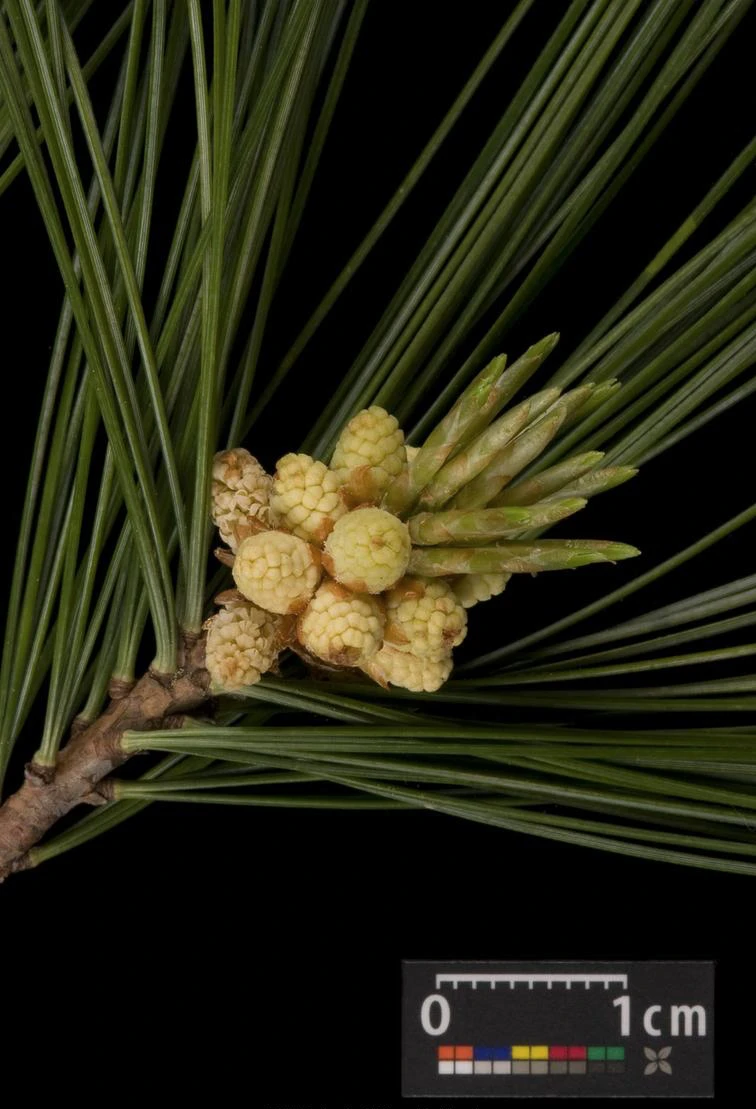 Pinus strobus 'Radiata' (Sosna wejmutka 'Radiata')