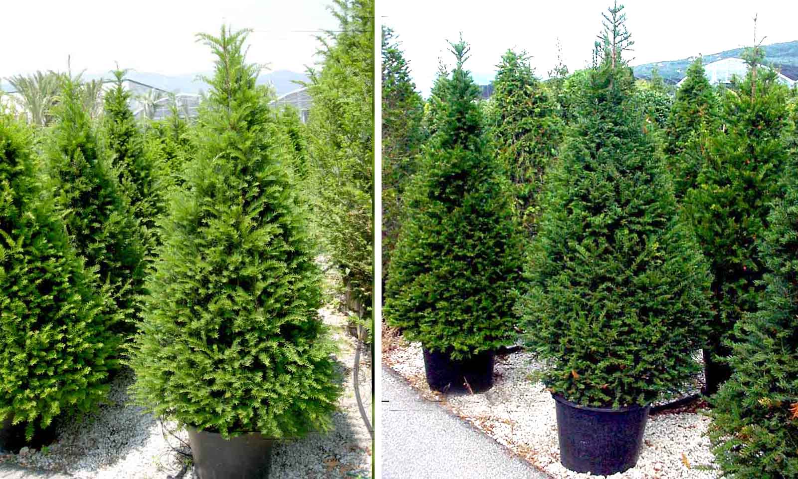 Taxus baccata 'Summergold' (Cis pospolity 'Summergold')