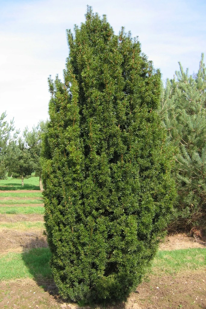 Taxus baccata 'Summergold' (Cis pospolity 'Summergold')