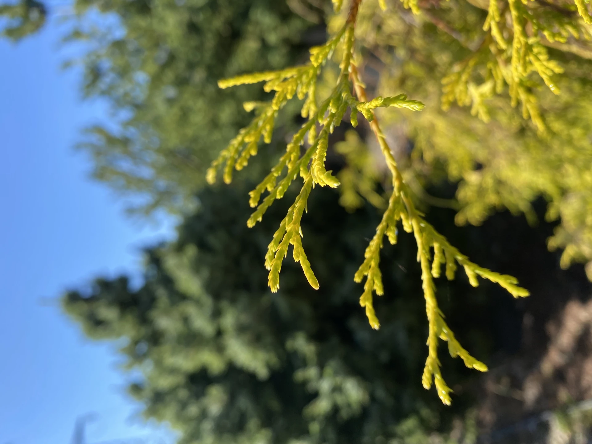 Chamaecyparis pisifera 'Sungold' (Cyprysik groszkowy 'Sungold')