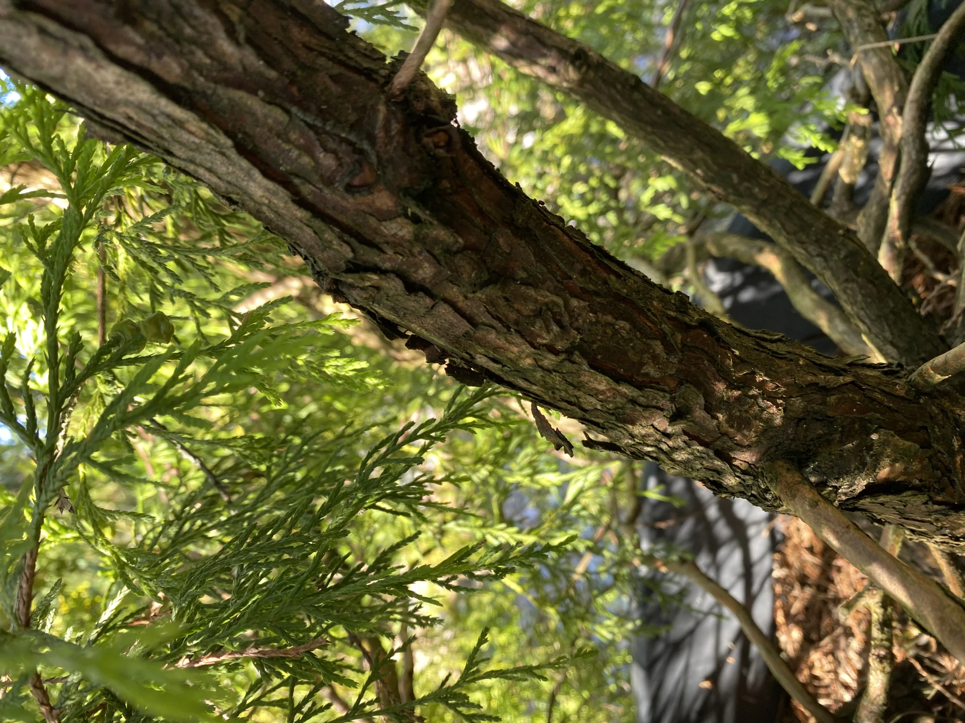 Chamaecyparis pisifera 'Sungold' (Cyprysik groszkowy 'Sungold')