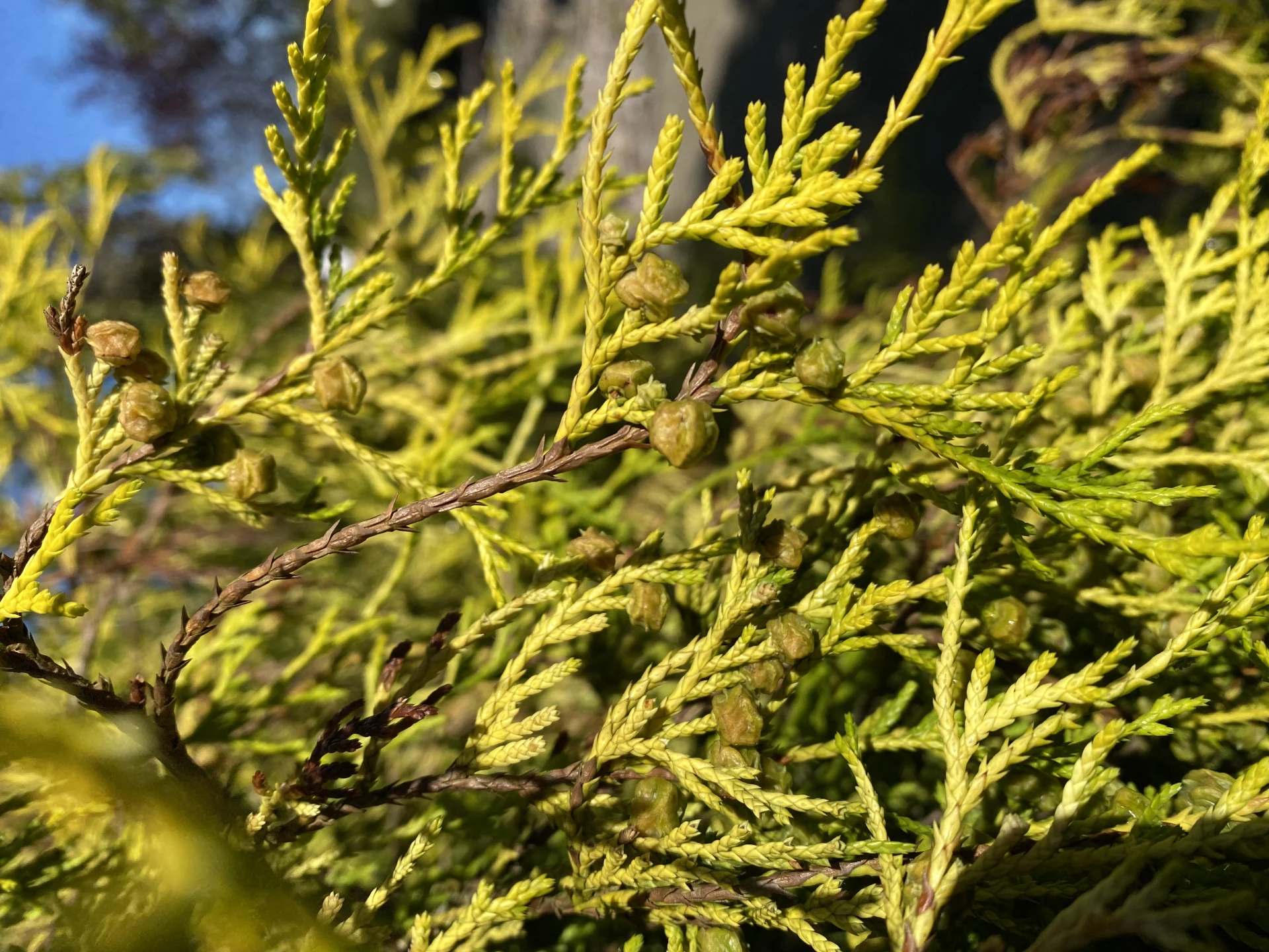 Chamaecyparis pisifera 'Sungold' (Cyprysik groszkowy 'Sungold')