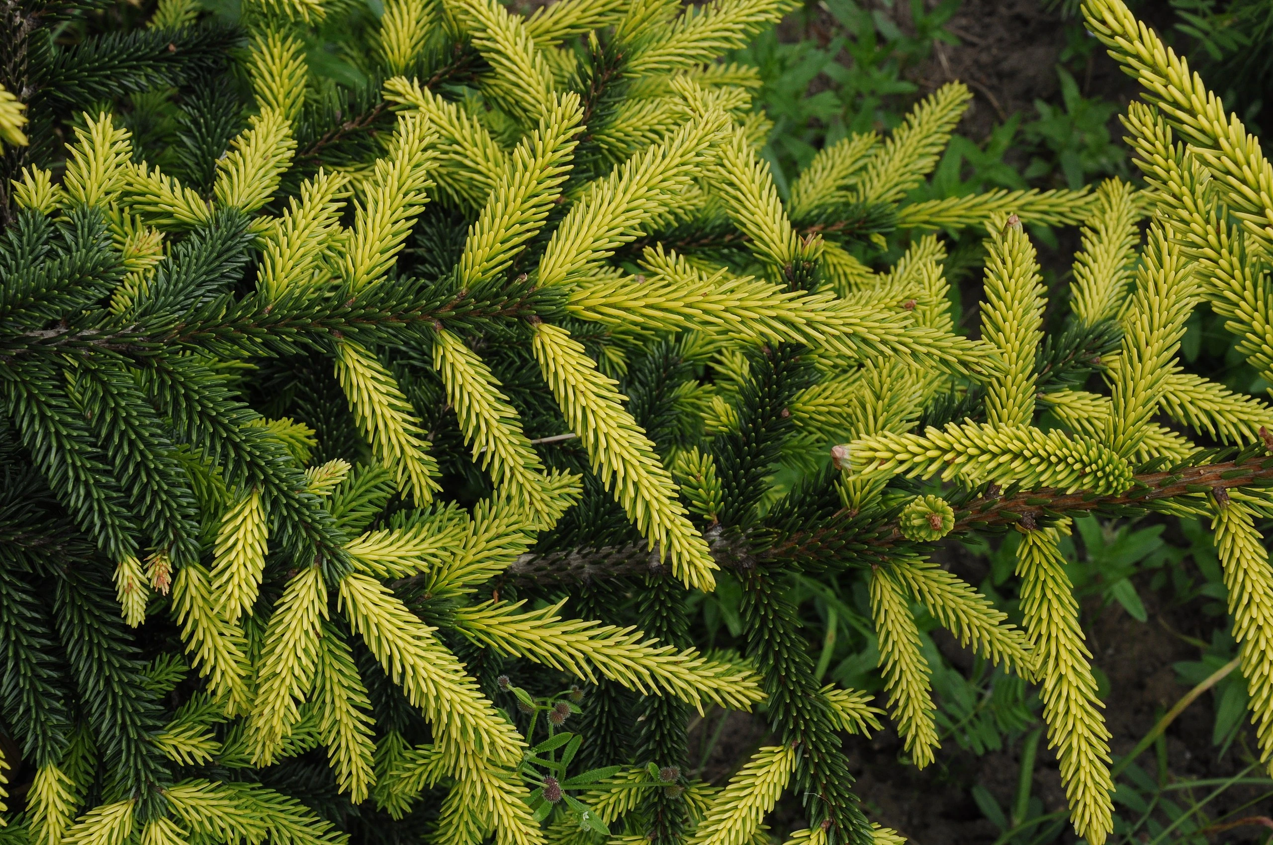 Picea orientalis 'Aureospicata' (Świerk kaukaski 'Aureospicata')