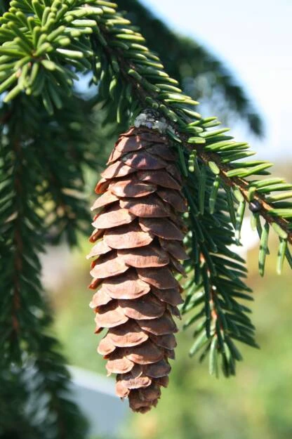 Picea orientalis 'Aureospicata' (Świerk kaukaski 'Aureospicata')