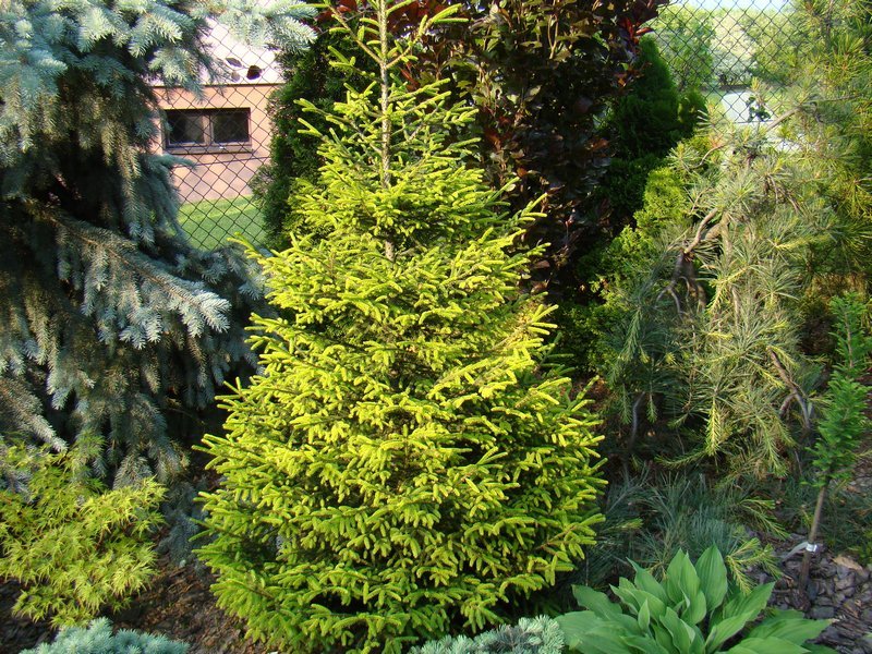 Picea orientalis 'Aureospicata' (Świerk kaukaski 'Aureospicata')