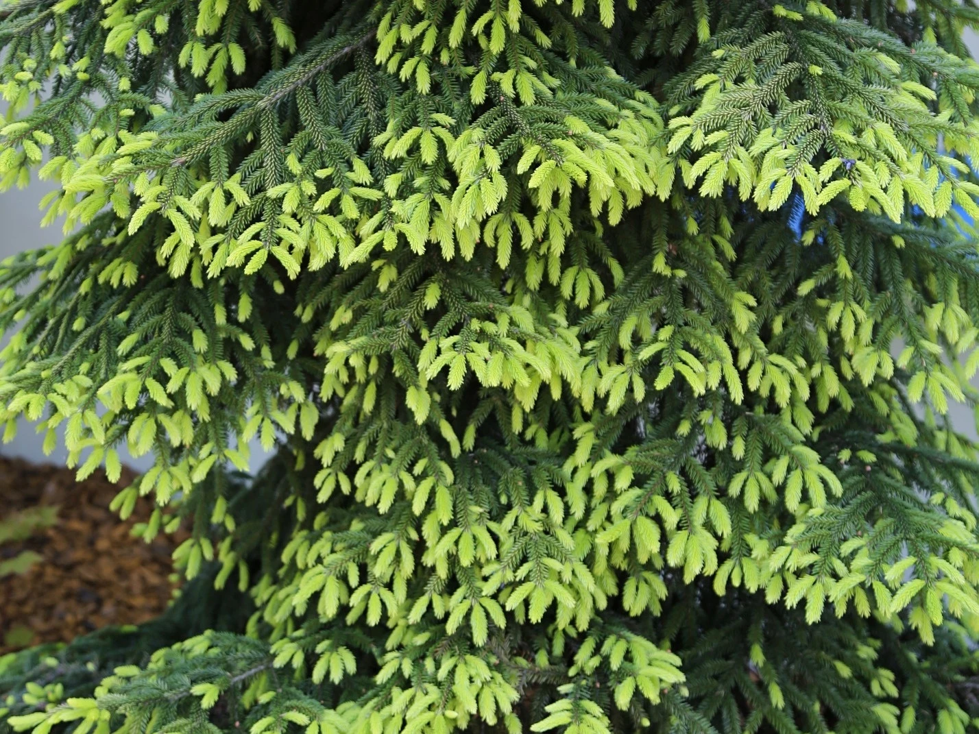Picea orientalis 'Aureospicata' (Świerk kaukaski 'Aureospicata')