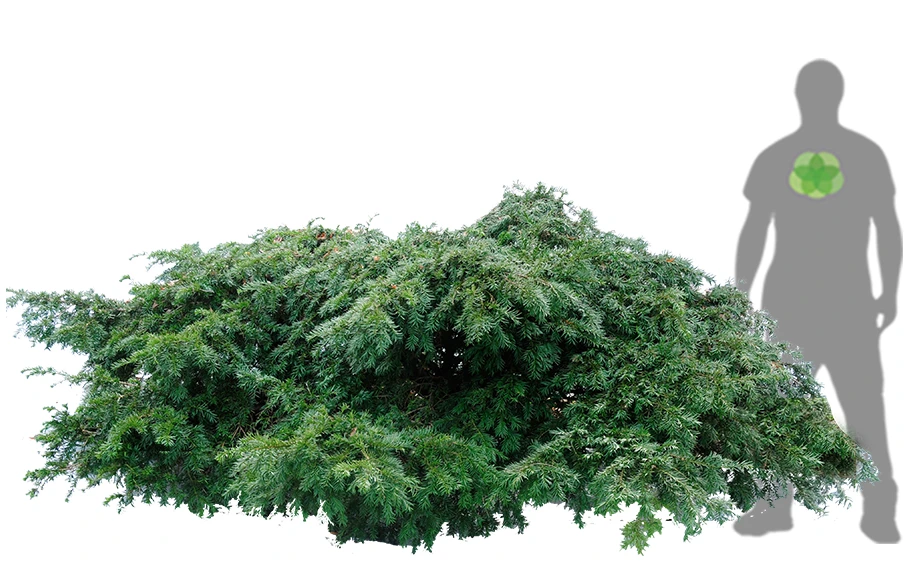 Taxus baccata 'Repandens' (Cis pospolity 'Repandens')