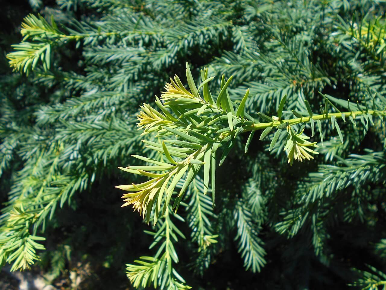 Taxus baccata 'Repandens' (Cis pospolity 'Repandens')