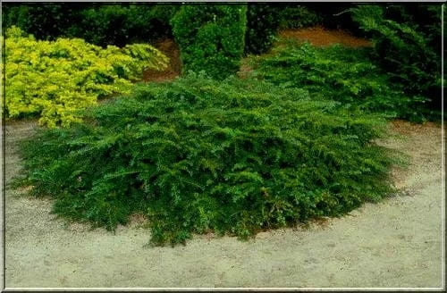 Taxus baccata 'Repandens' (Cis pospolity 'Repandens')