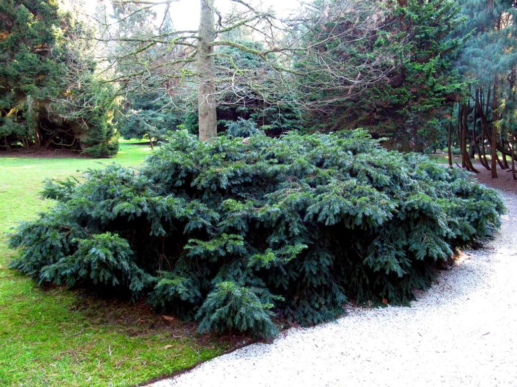 Taxus baccata 'Repandens' (Cis pospolity 'Repandens')