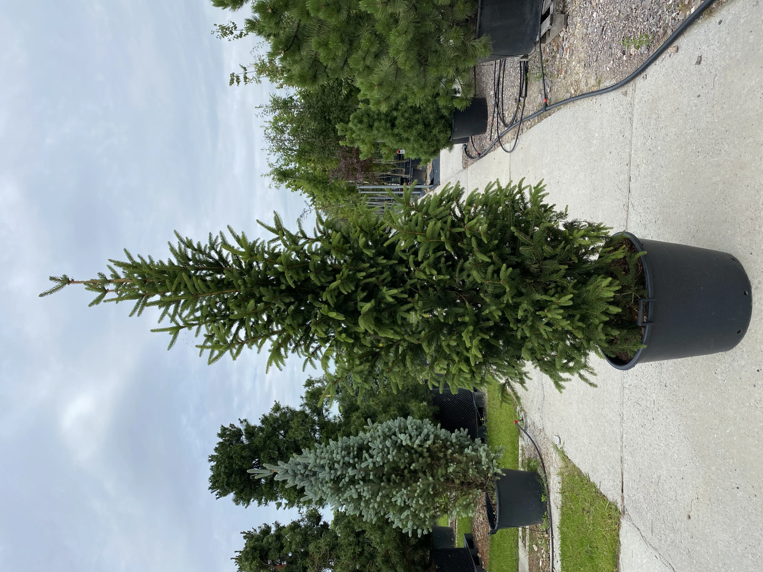 Picea abies 'Columnaris' (Świerk pospolity ‘Columnaris’)
