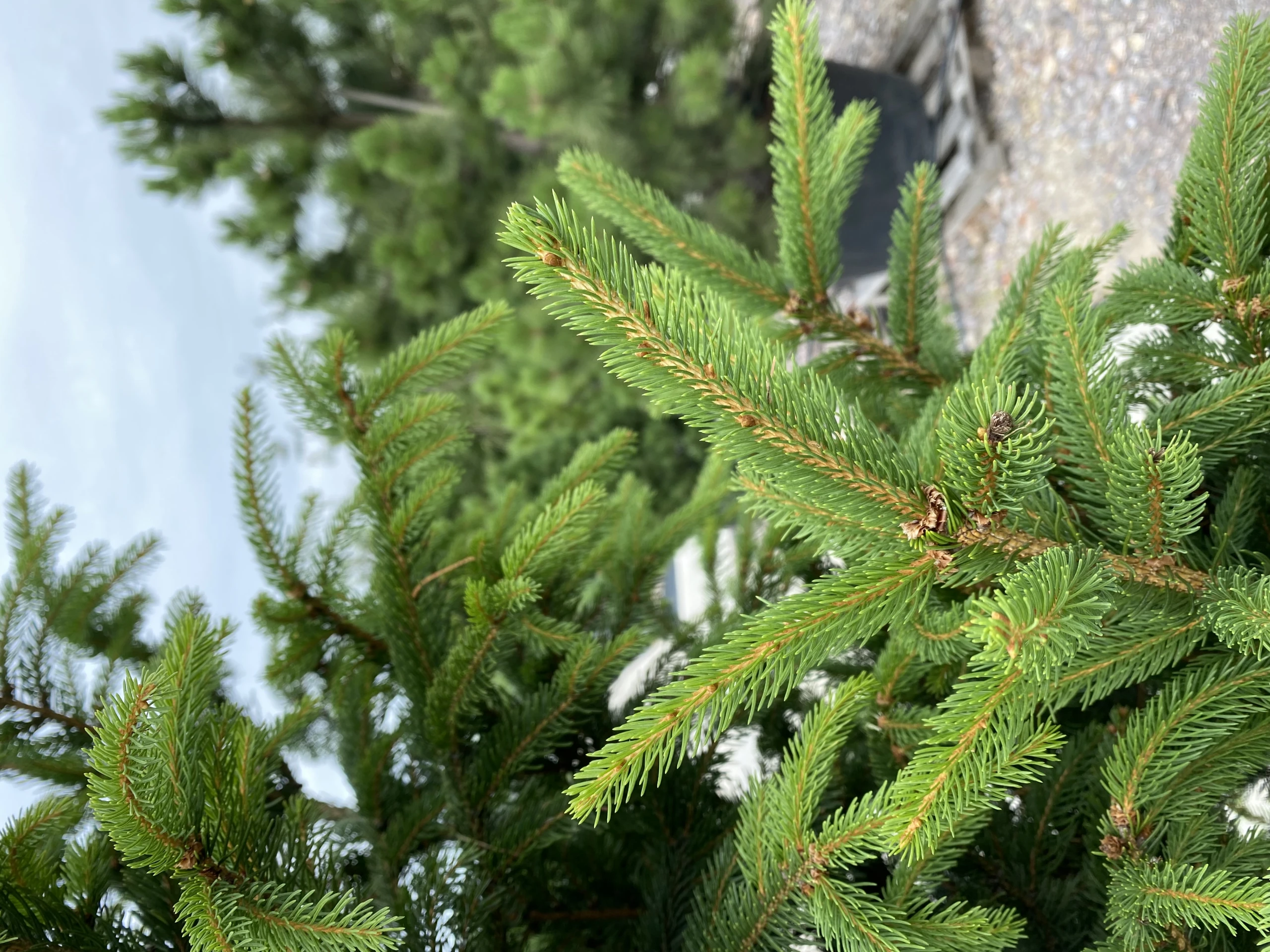 Picea abies 'Columnaris' (Świerk pospolity ‘Columnaris’)