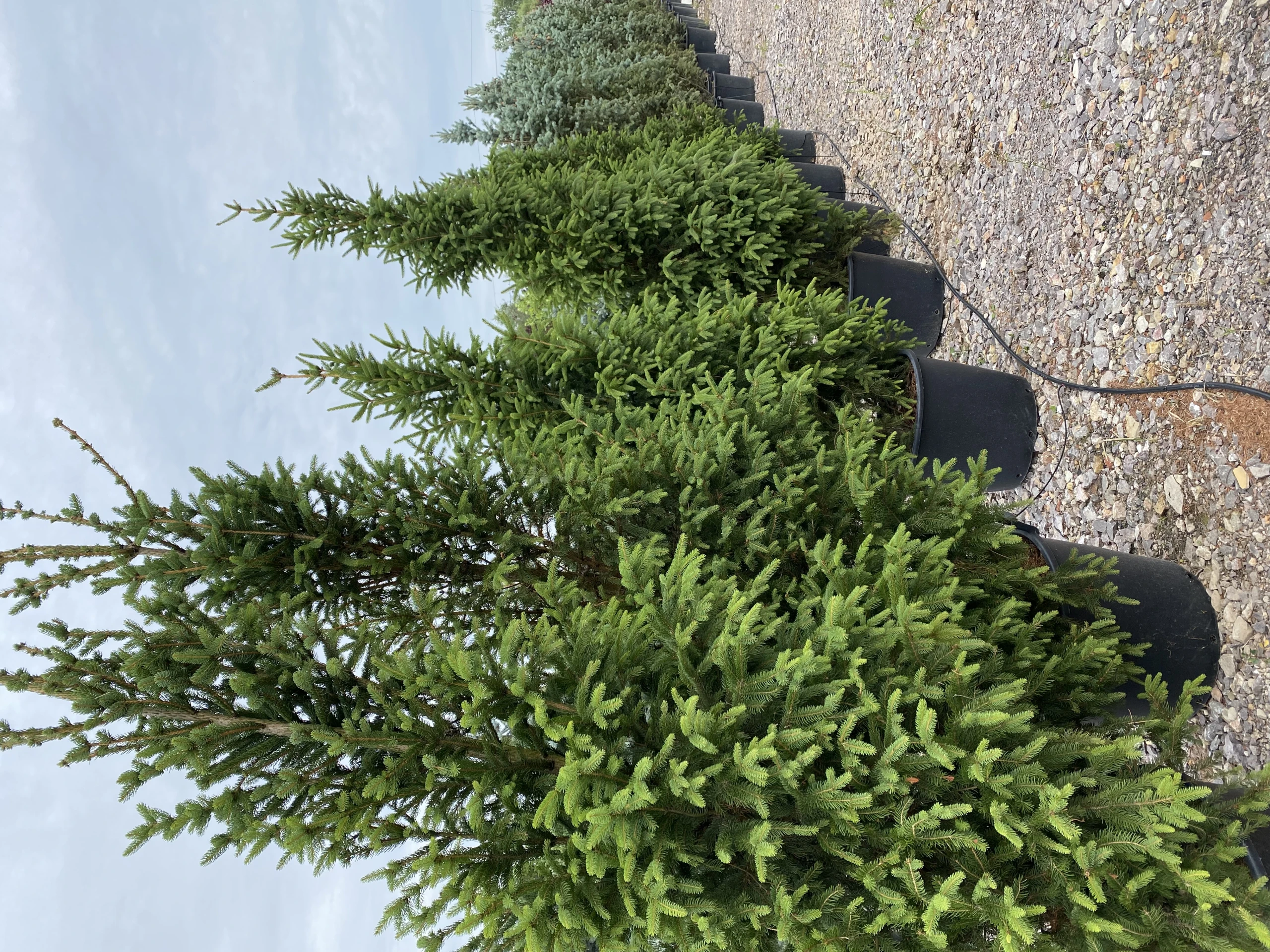 Picea abies 'Columnaris' (Świerk pospolity ‘Columnaris’)