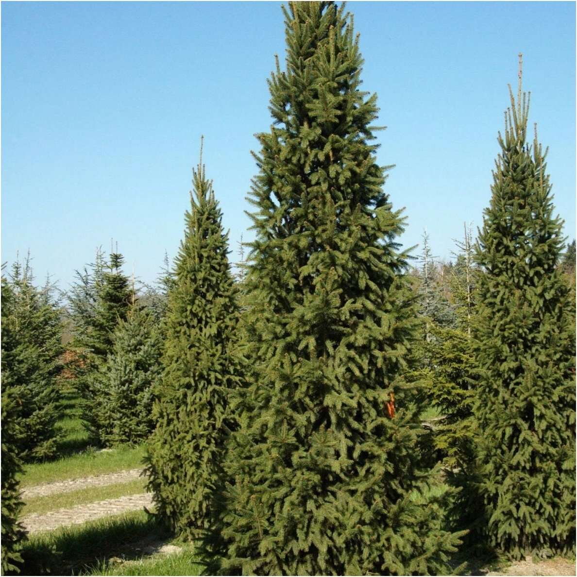 Picea abies 'Columnaris' (Świerk pospolity ‘Columnaris’)