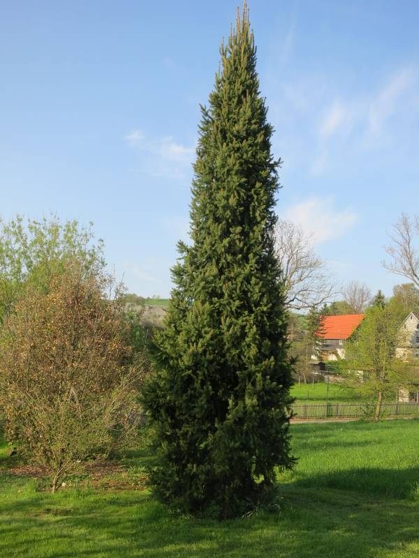 Picea abies 'Columnaris' (Świerk pospolity ‘Columnaris’)