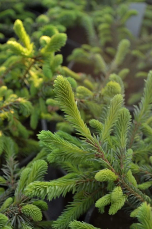 Picea abies 'Columnaris' (Świerk pospolity ‘Columnaris’)