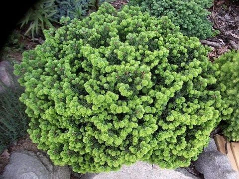 Abies balsamea 'Nana' (Jodła balsamiczna 'Nana')