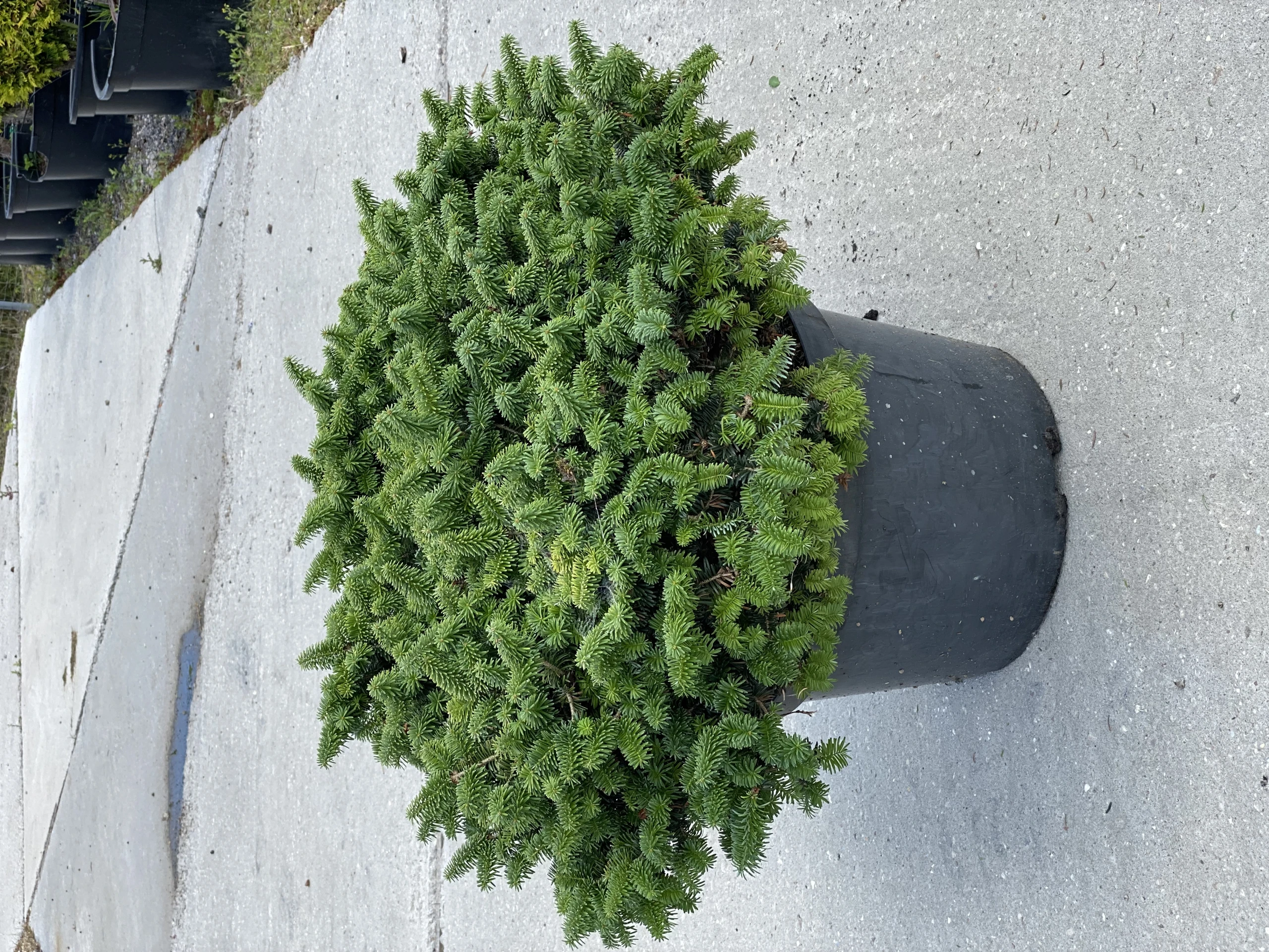 Abies balsamea 'Nana' (Jodła balsamiczna 'Nana')