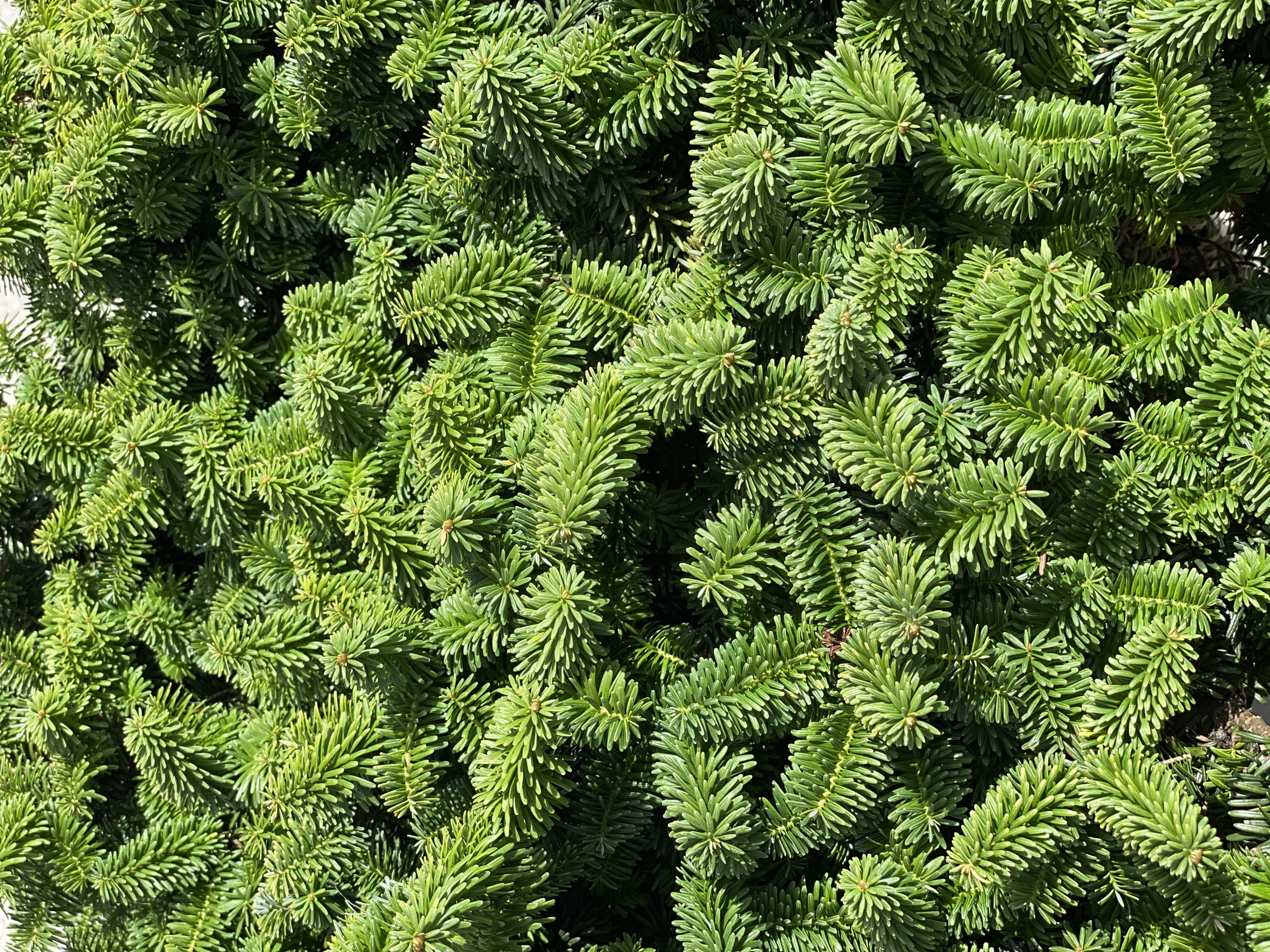 Abies balsamea 'Nana' (Jodła balsamiczna 'Nana')