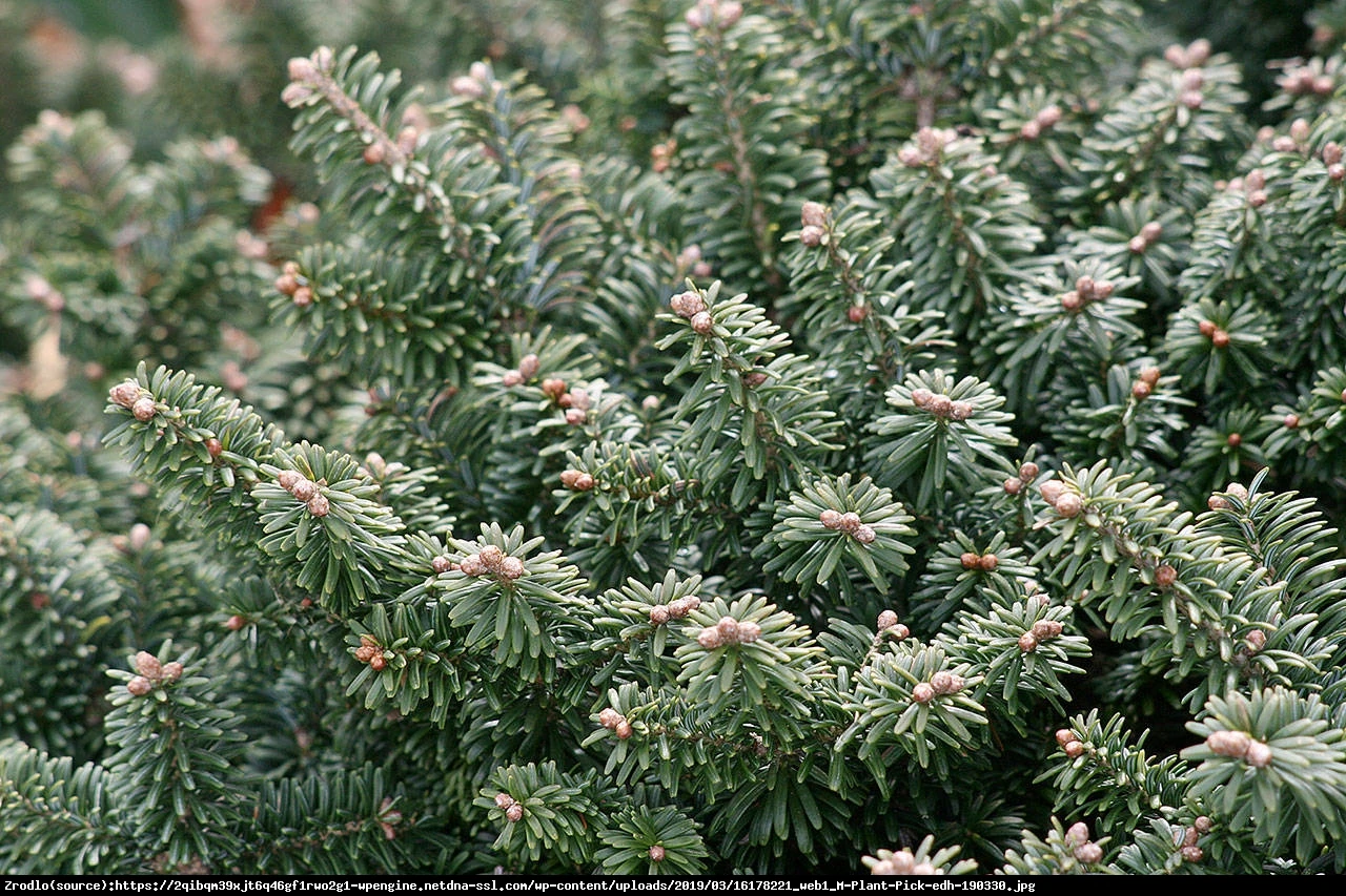 Abies balsamea 'Nana' (Jodła balsamiczna 'Nana')