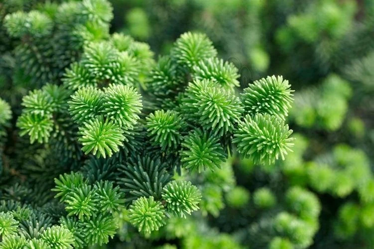 Abies balsamea 'Nana' (Jodła balsamiczna 'Nana')