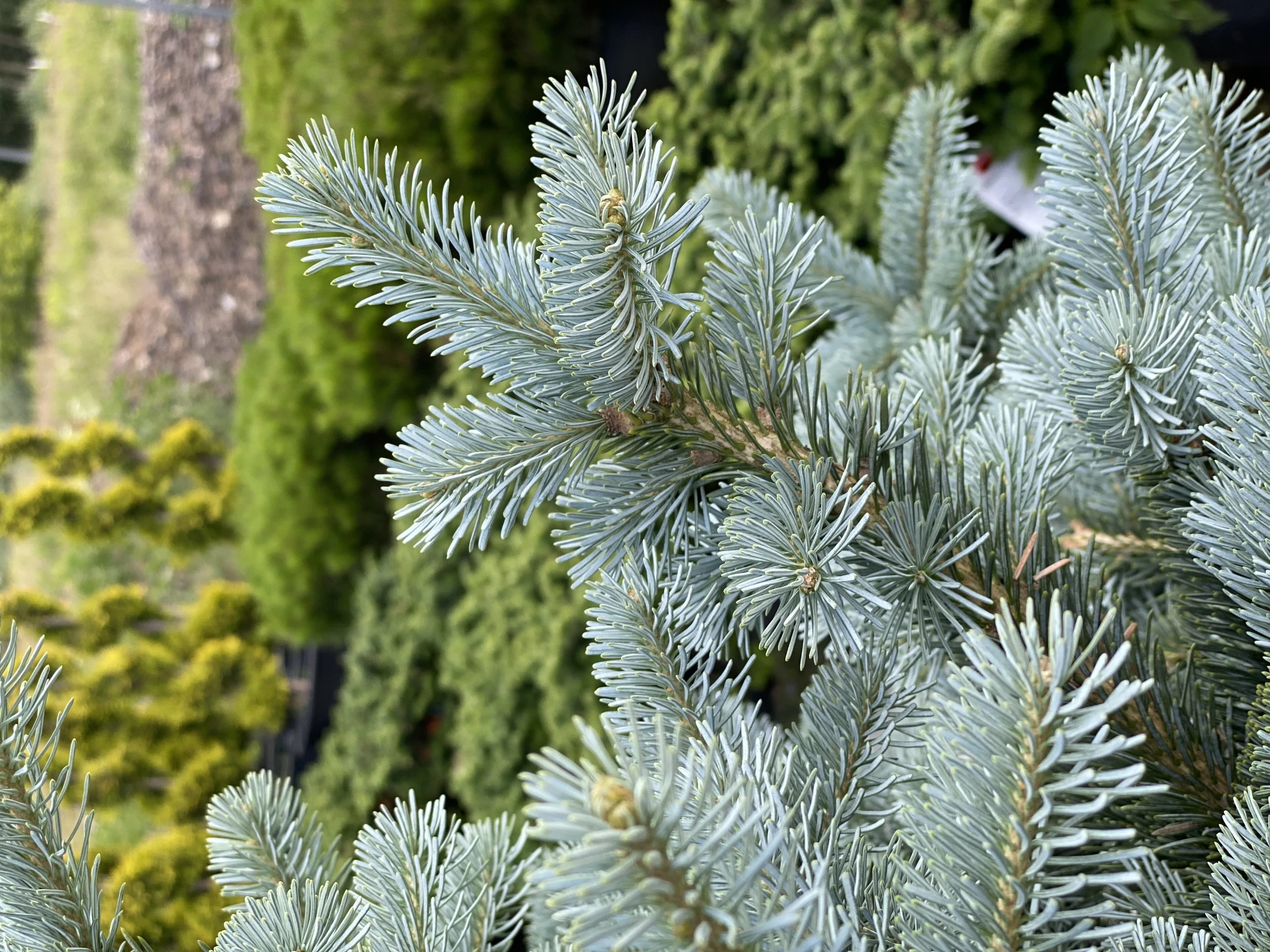 Abies lasiocarpa 'Compacta' (Jodła górska 'Compacta')