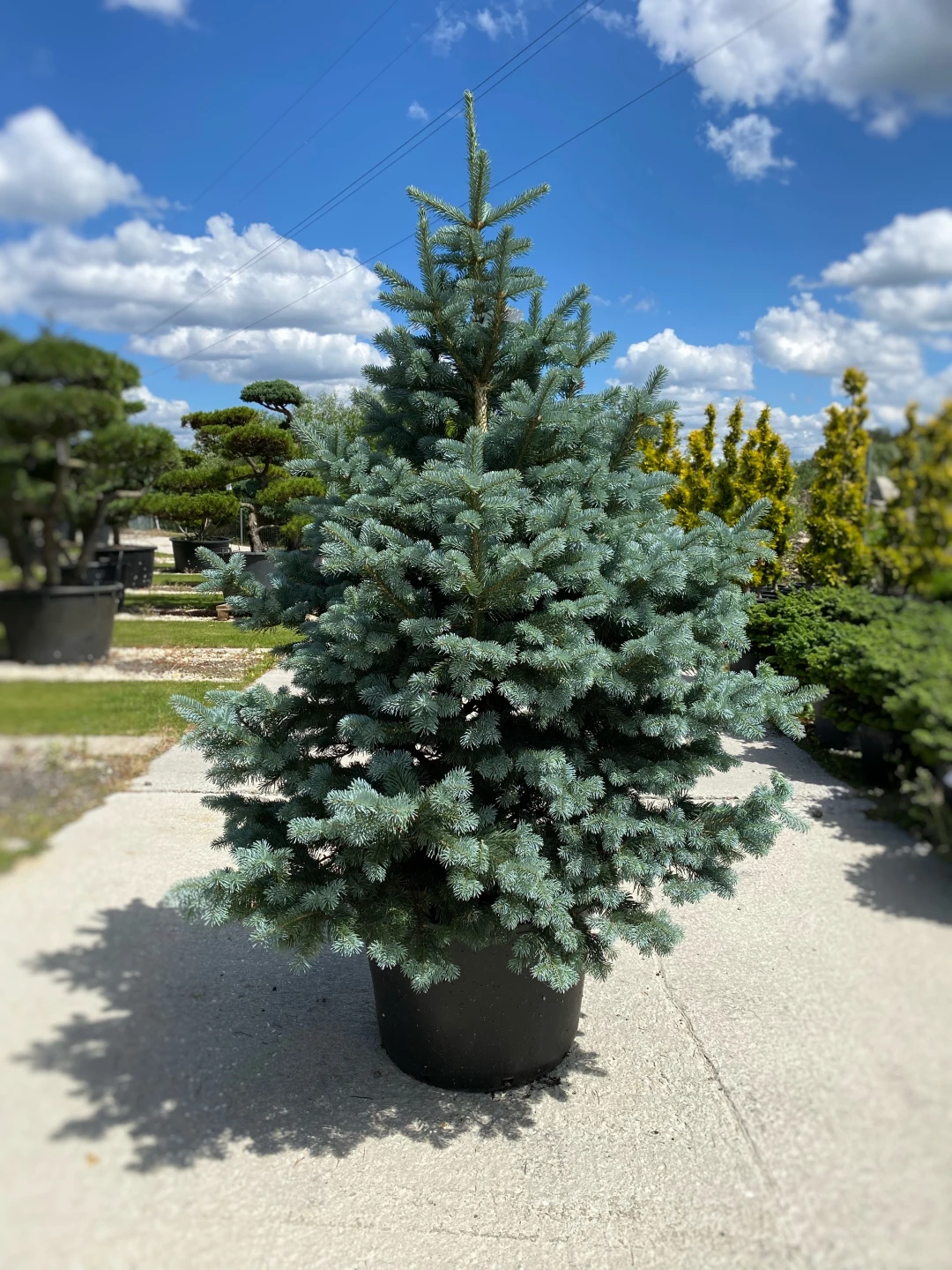 Abies lasiocarpa 'Compacta' (Jodła górska 'Compacta')