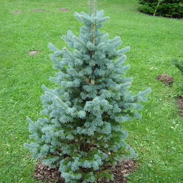 Abies lasiocarpa 'Compacta' (Jodła górska 'Compacta')