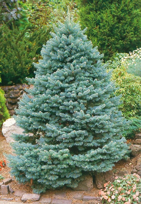 Abies lasiocarpa 'Compacta' (Jodła górska 'Compacta')