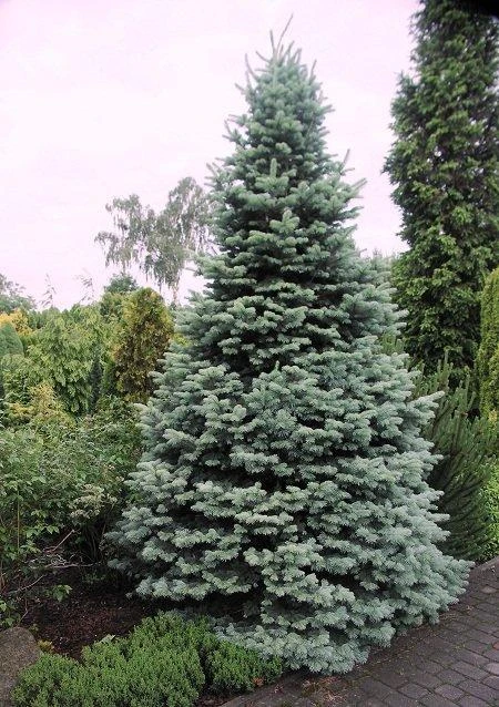 Abies lasiocarpa 'Compacta' (Jodła górska 'Compacta')