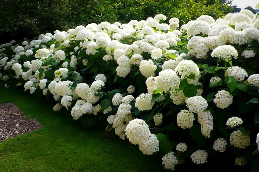 Hydrangea arborescens 'Annabelle' (Hortensja krzewiasta 'Annabelle')