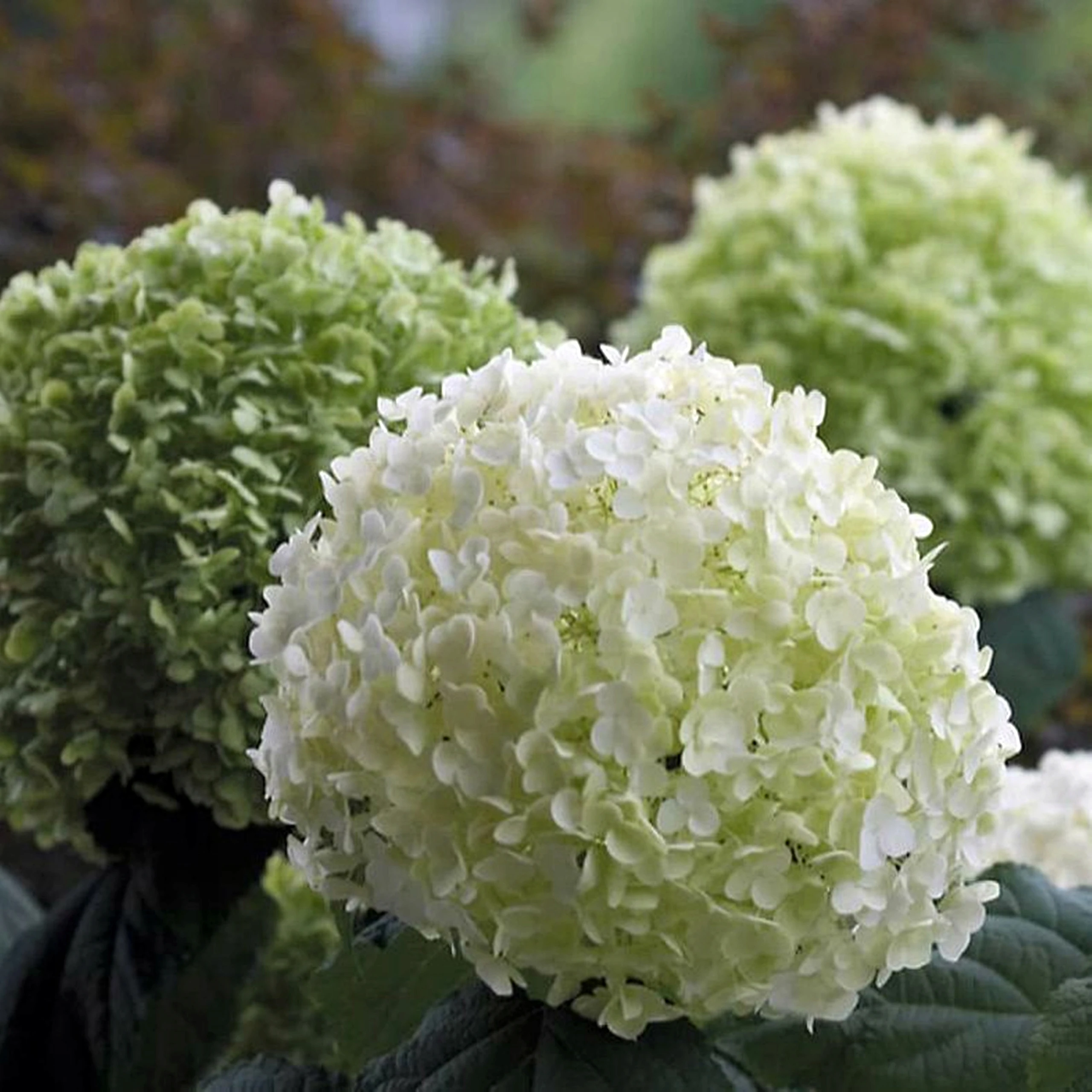 Hydrangea arborescens 'Annabelle' (Hortensja krzewiasta 'Annabelle')