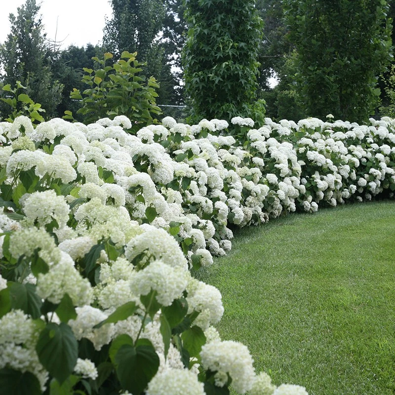 Hydrangea arborescens 'Annabelle' (Hortensja krzewiasta 'Annabelle')