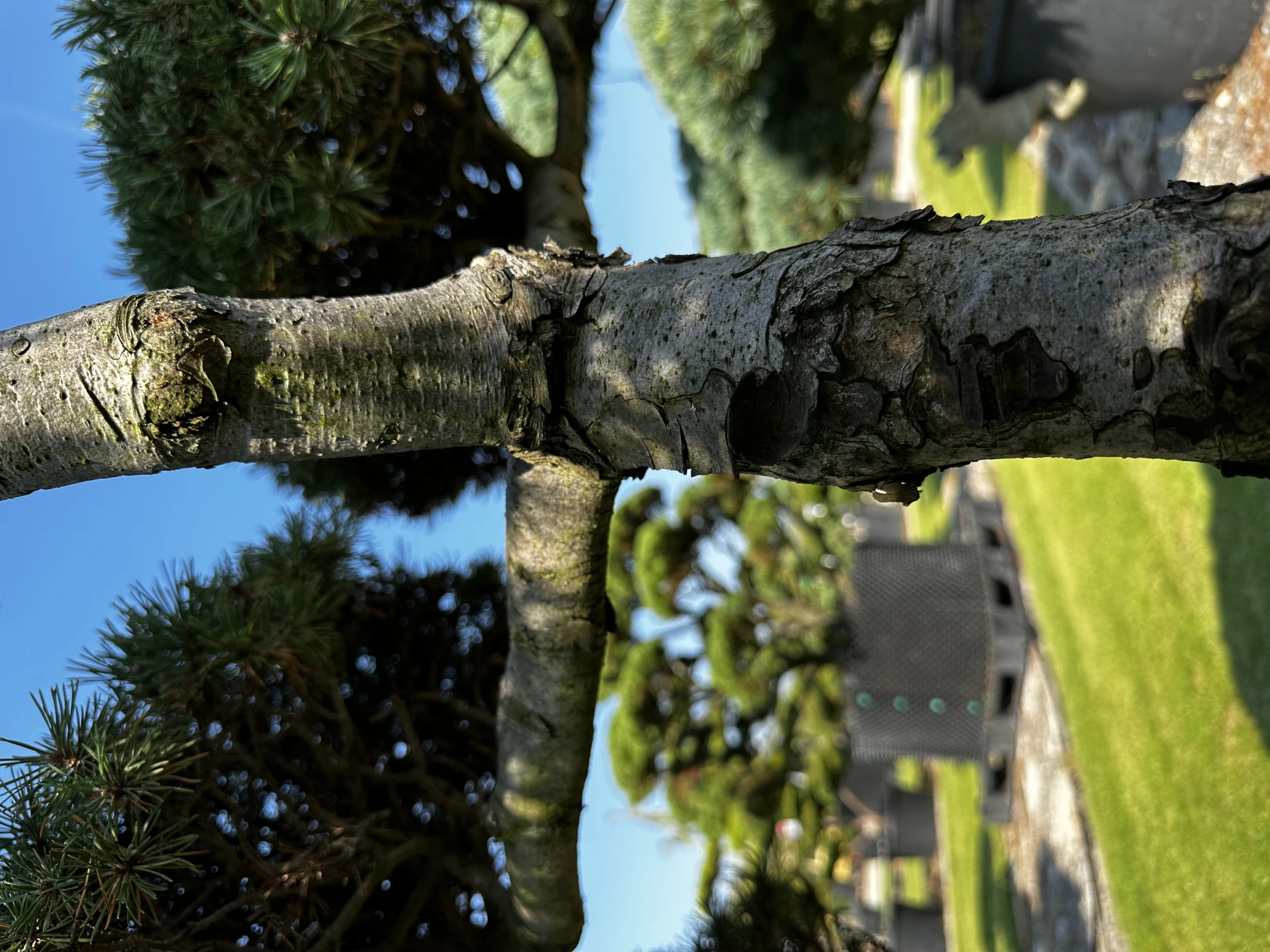 Pinus mugo 'Mini Mops' (Sosna kosodrzewina 'Mini Mops')