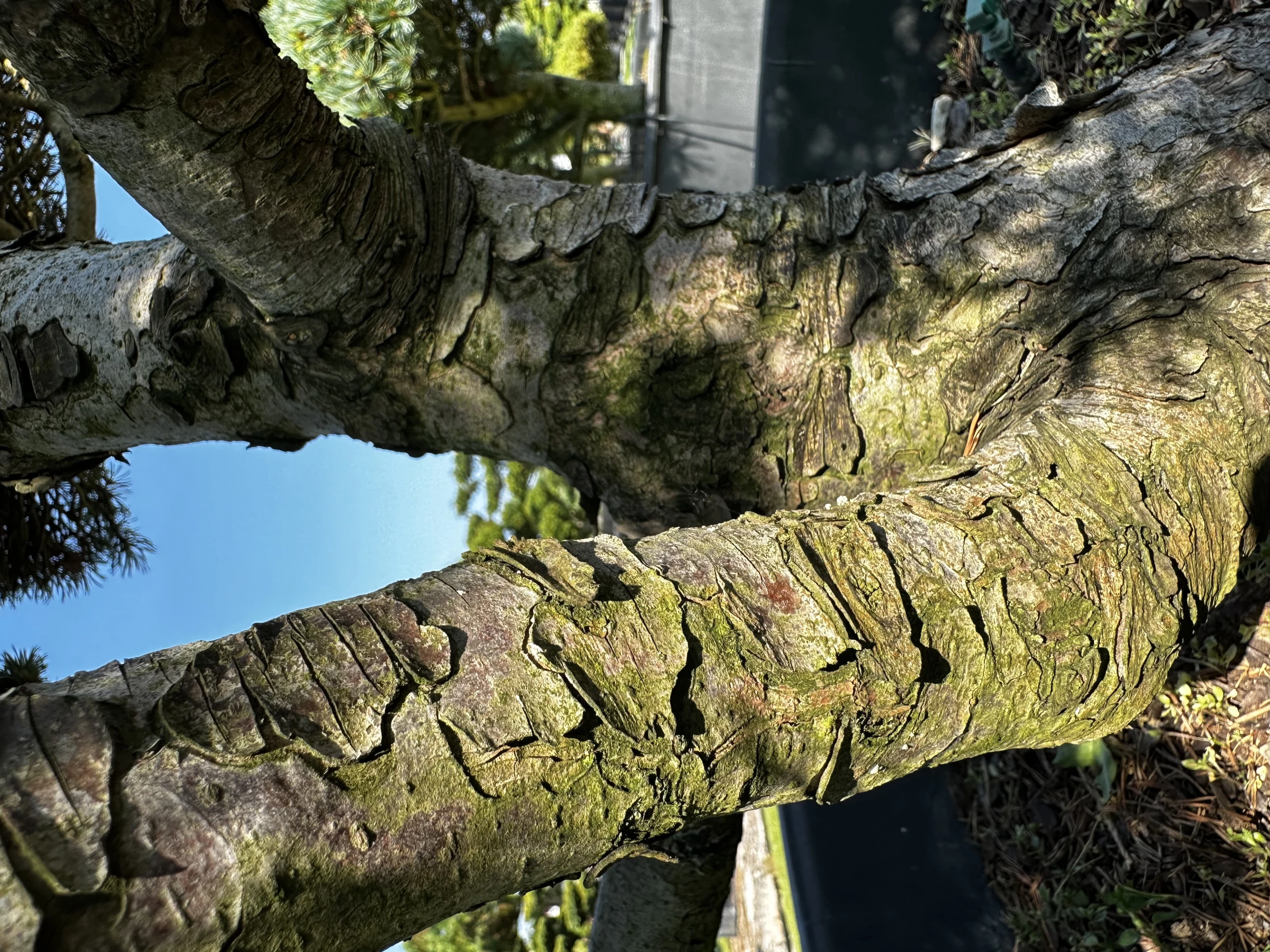 Pinus mugo 'Mini Mops' (Sosna kosodrzewina 'Mini Mops')