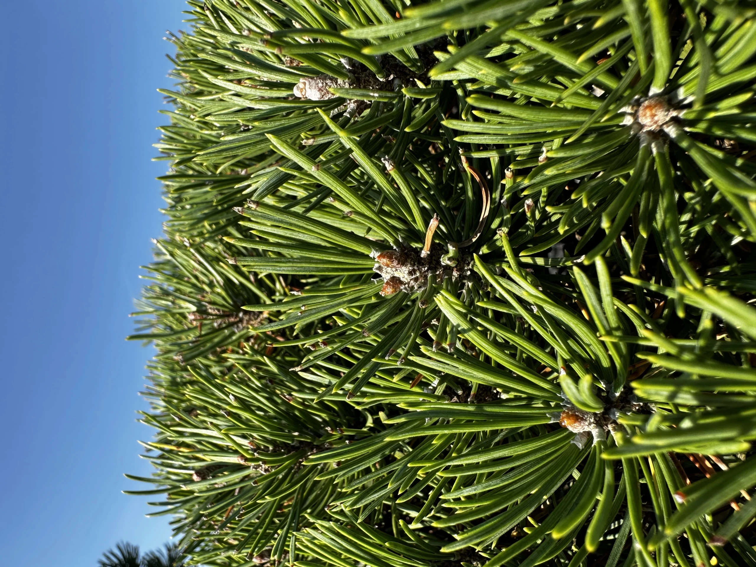 Pinus mugo 'Mini Mops' (Sosna kosodrzewina 'Mini Mops')