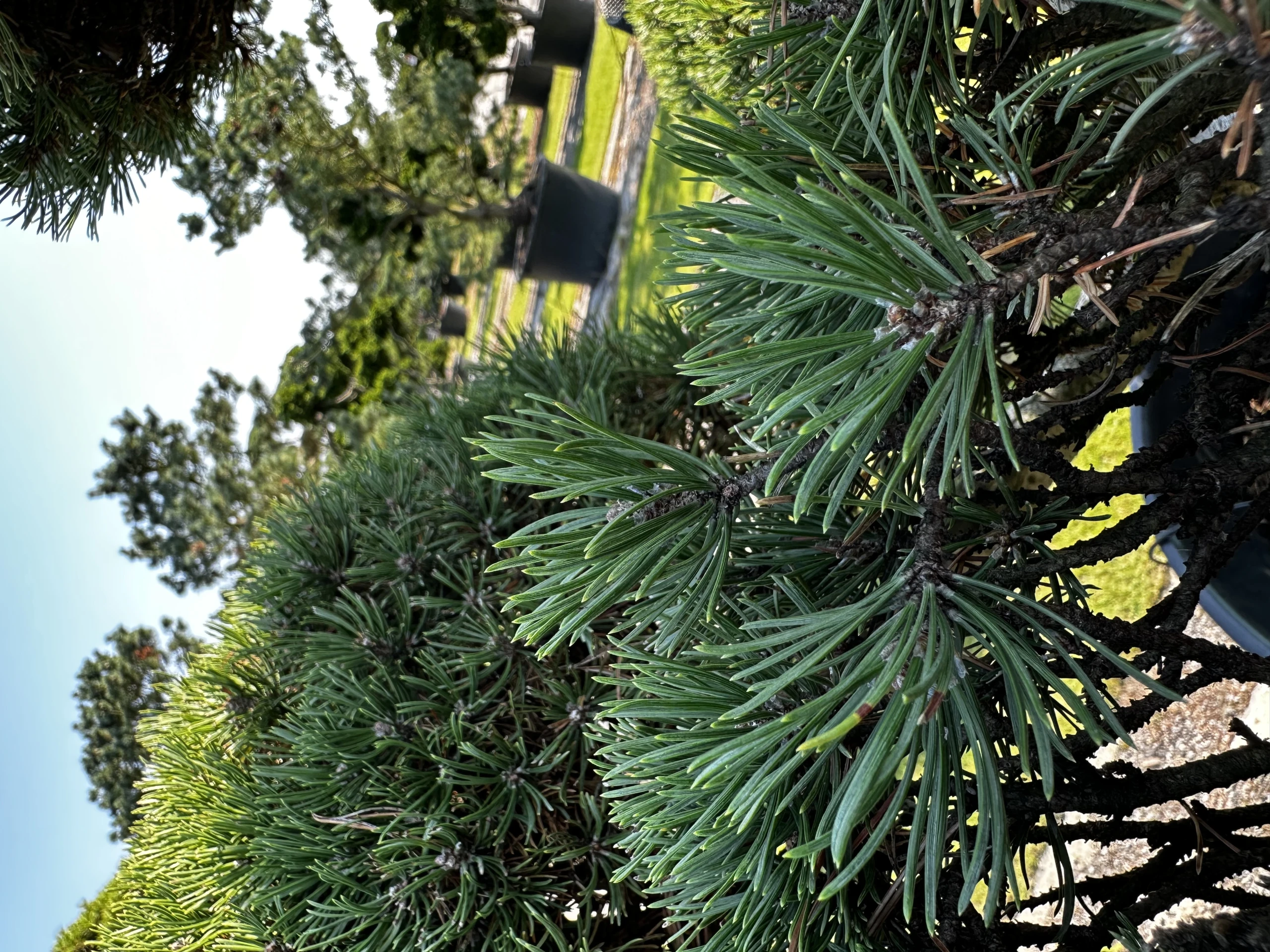 Pinus mugo 'Mini Mops' (Sosna kosodrzewina 'Mini Mops')