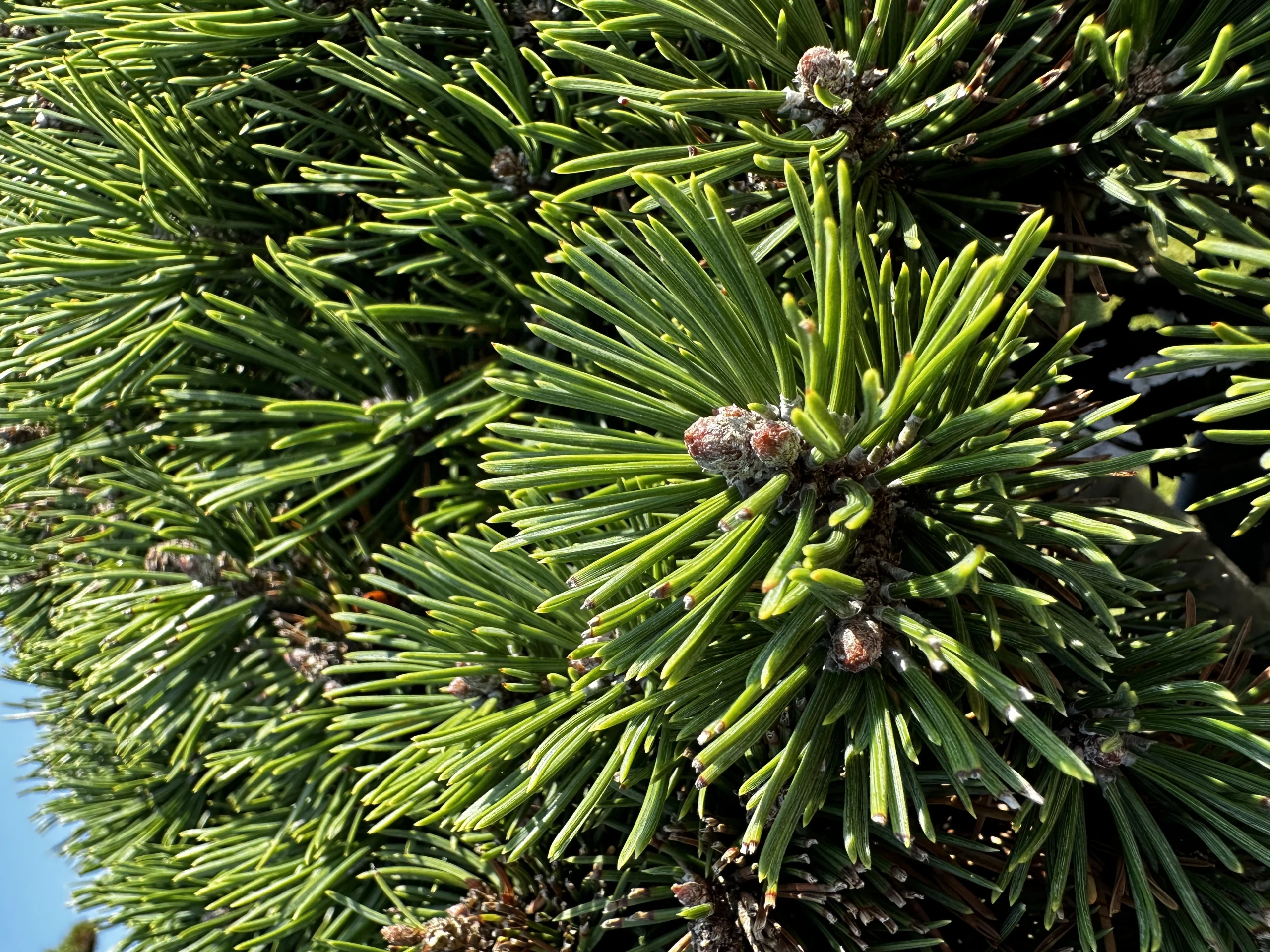 Pinus mugo 'Mini Mops' (Sosna kosodrzewina 'Mini Mops')