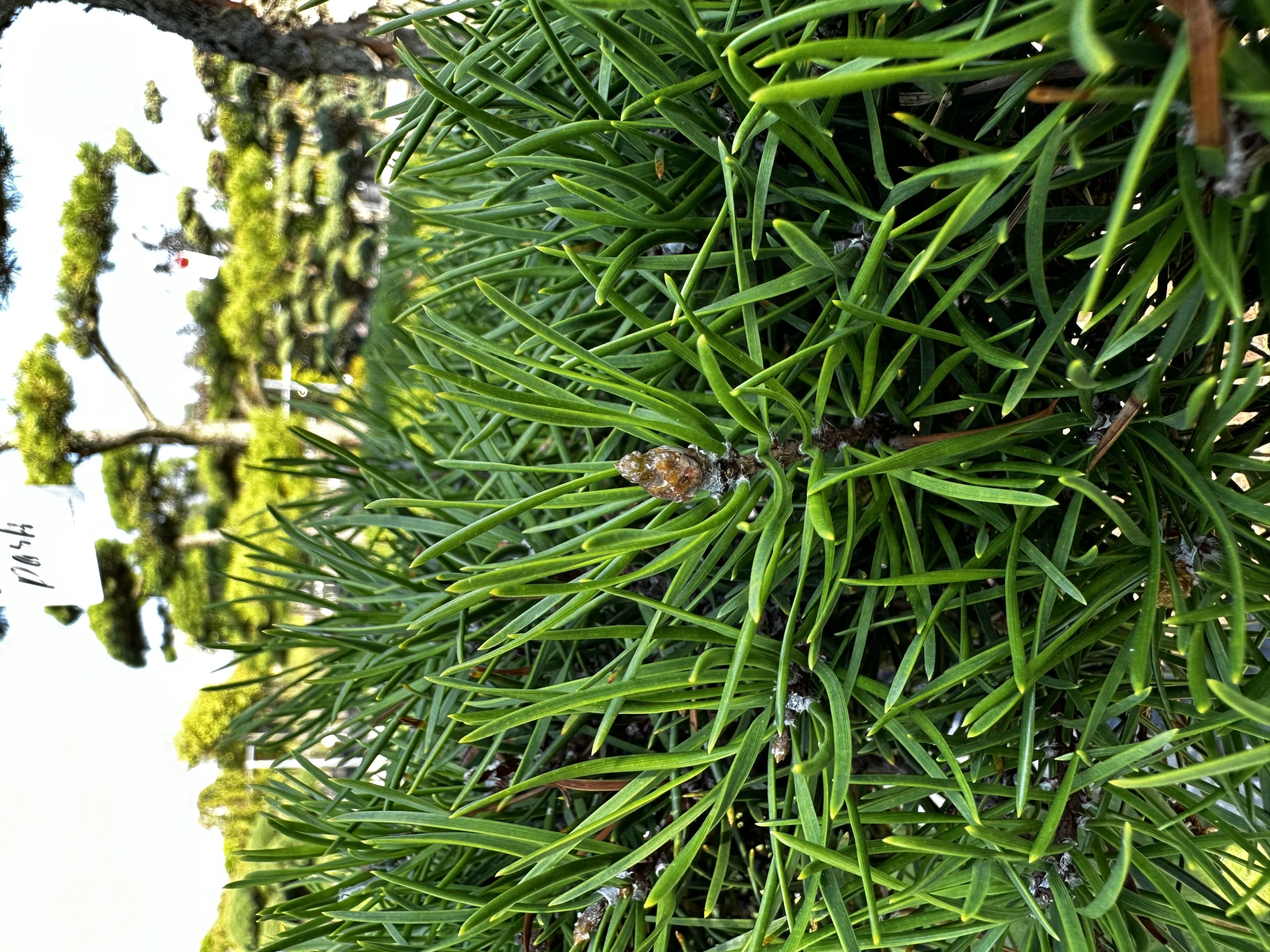 Pinus contorta (Sosna wydmowa)