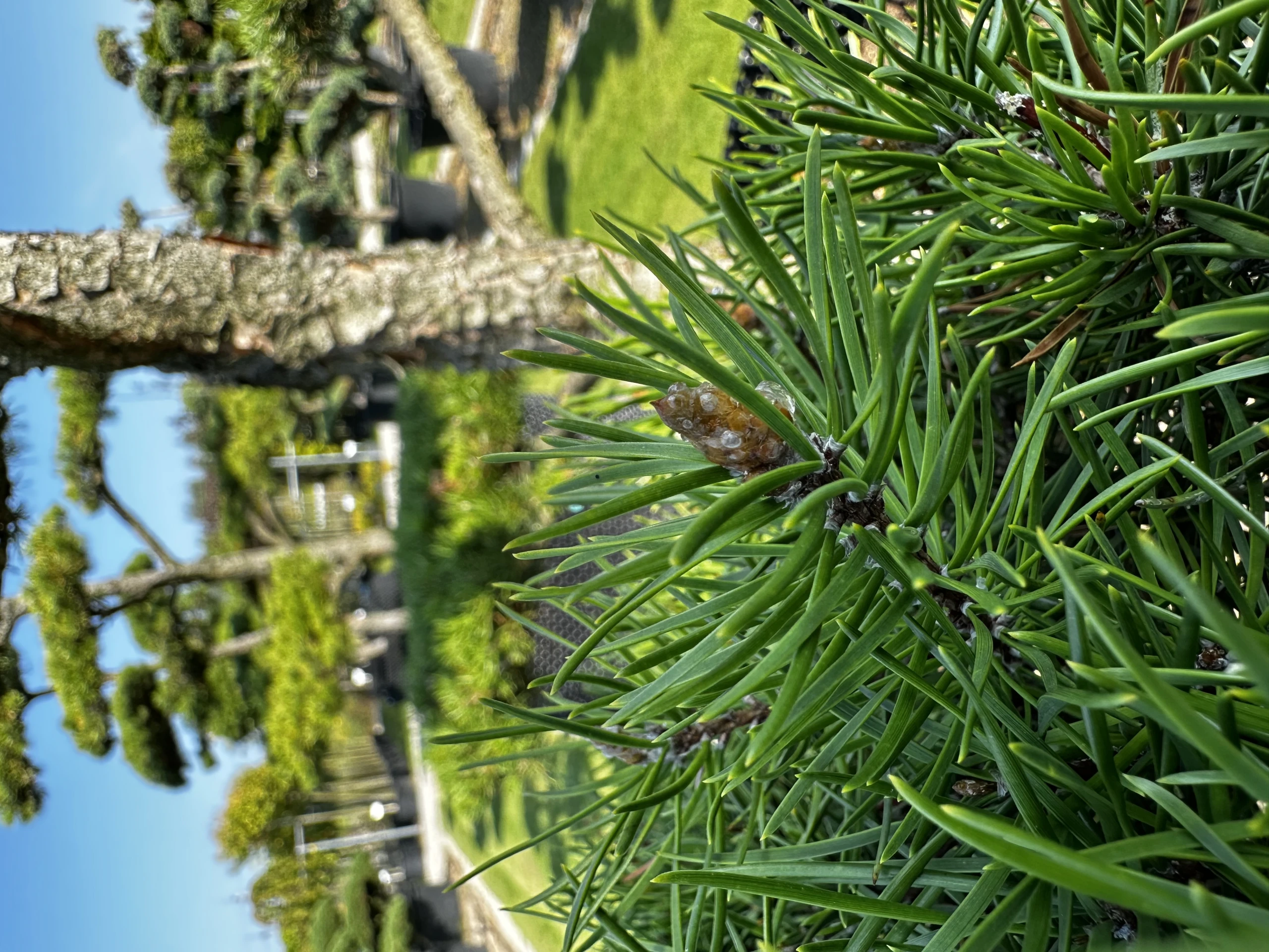 Pinus contorta (Sosna wydmowa)
