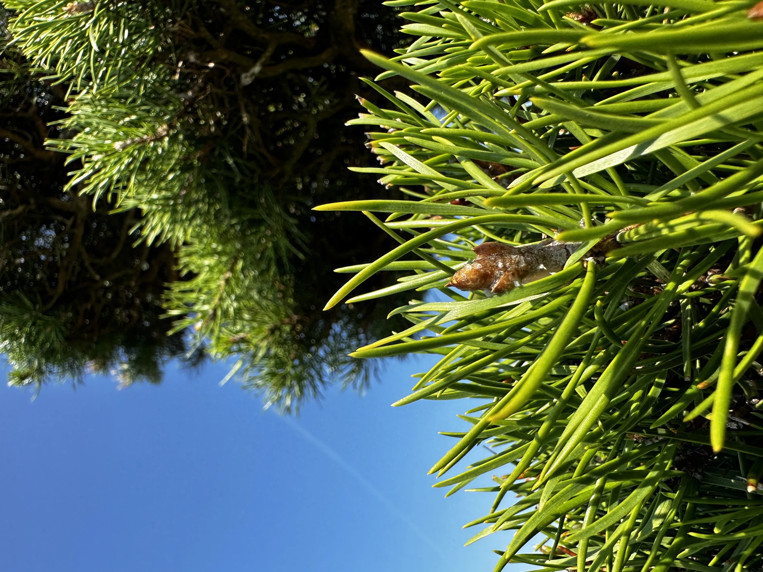 Pinus contorta (Sosna wydmowa)