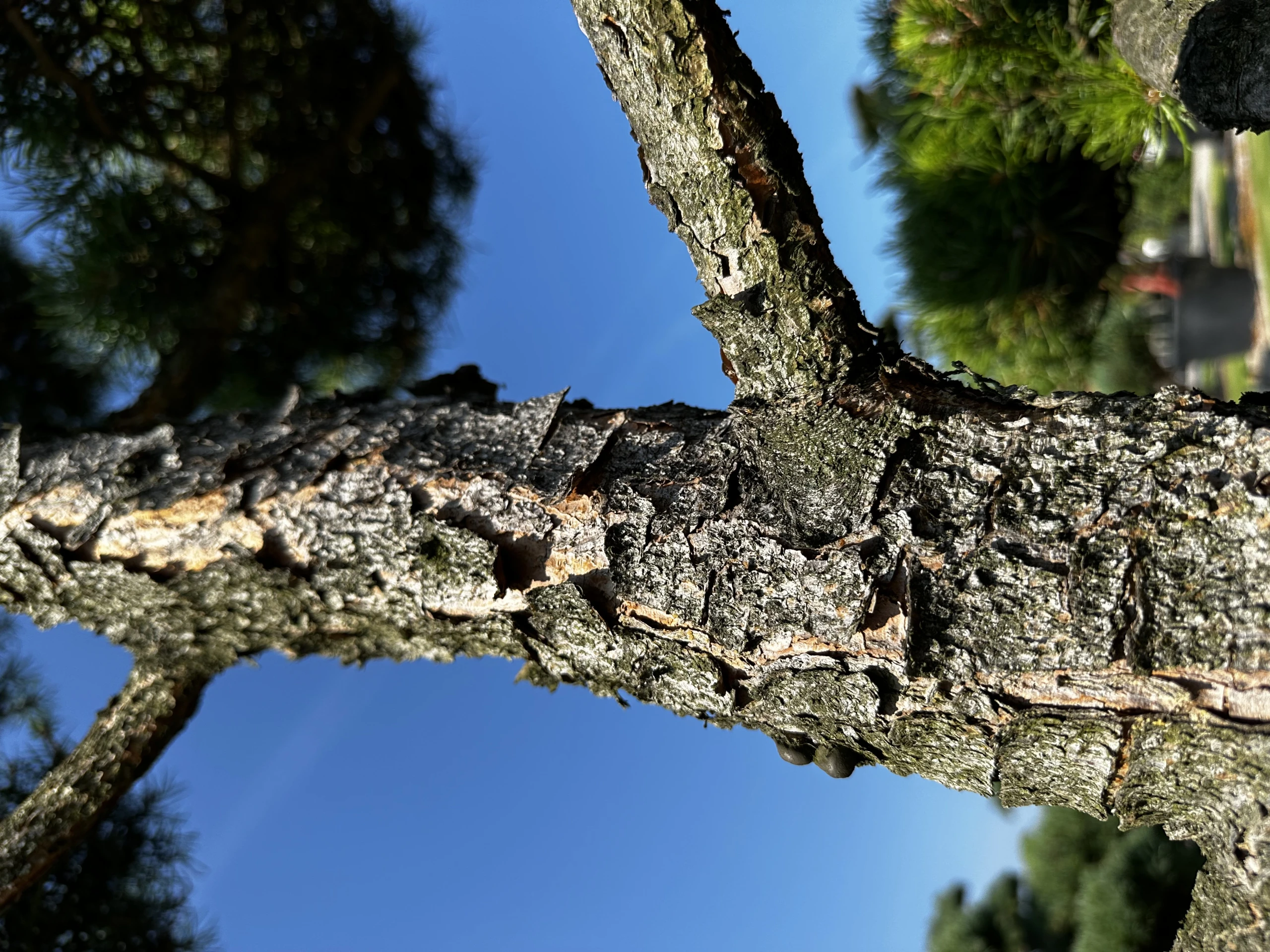 Pinus contorta (Sosna wydmowa)