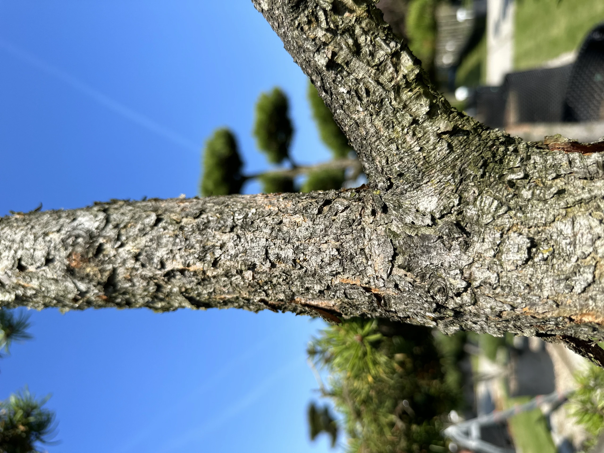 Pinus contorta (Sosna wydmowa)
