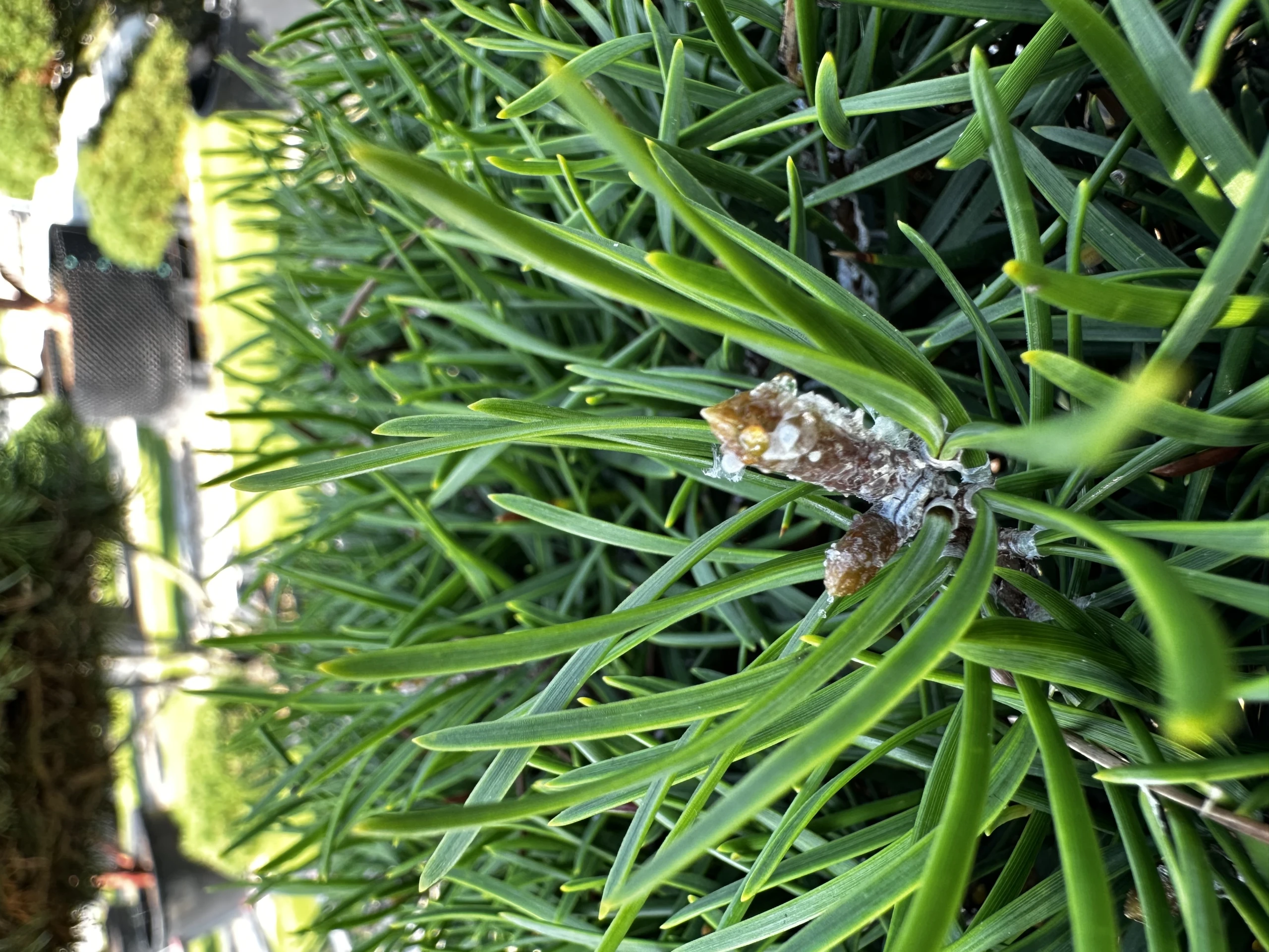 Pinus contorta (Sosna wydmowa)