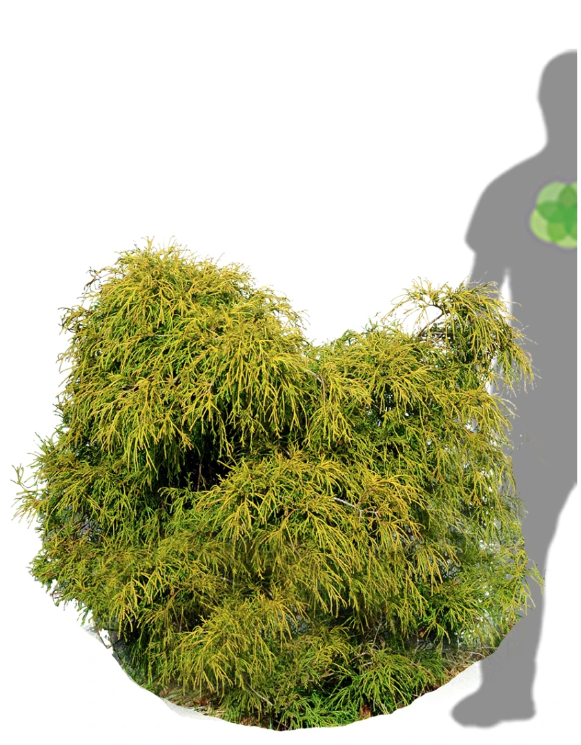 Chamaecyparis pisifera 'Sungold' (Cyprysik groszkowy 'Sungold')