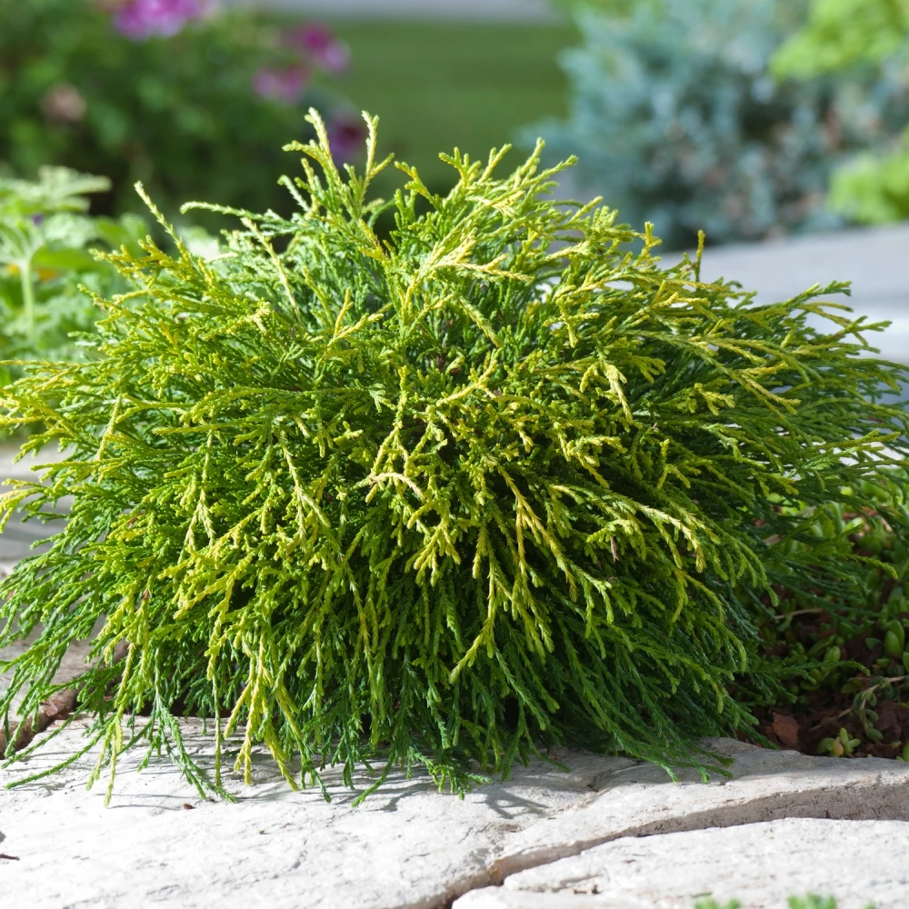 Chamaecyparis pisifera 'Sungold' (Cyprysik groszkowy 'Sungold')