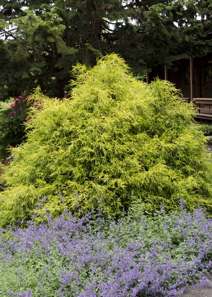 Chamaecyparis pisifera 'Sungold' (Cyprysik groszkowy 'Sungold')
