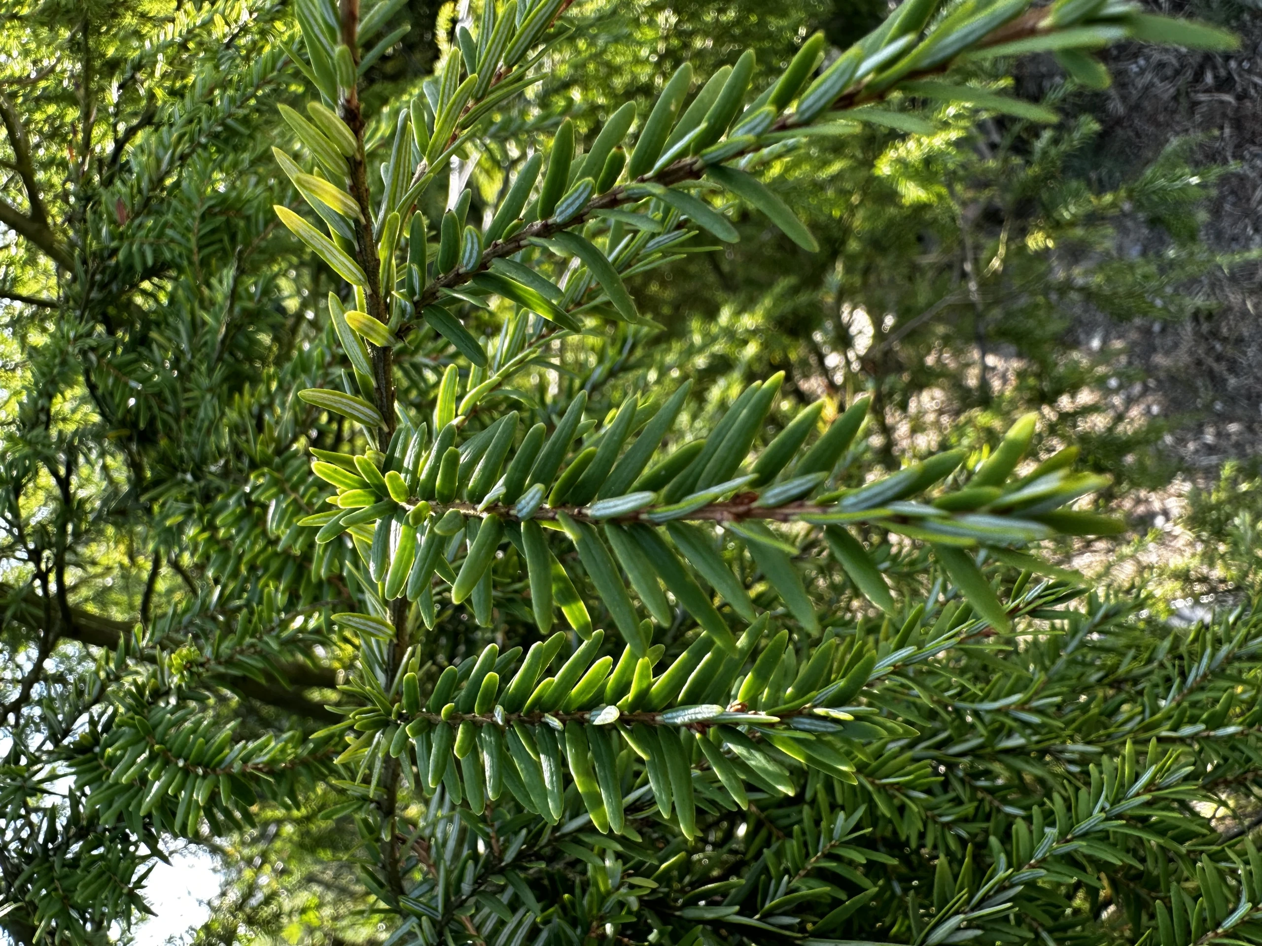 Tsuga canadensis 'Pendula' (choina kanadyjska 'Pendula')